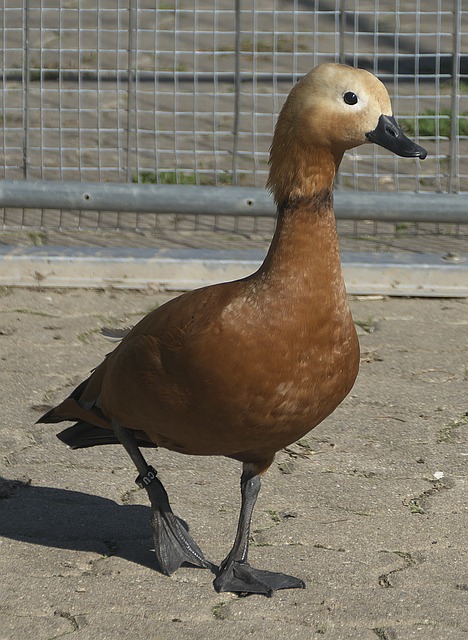 欣喜